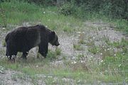 145 - Banff,Lake Louise,Morraine Lake  - IMG_0829